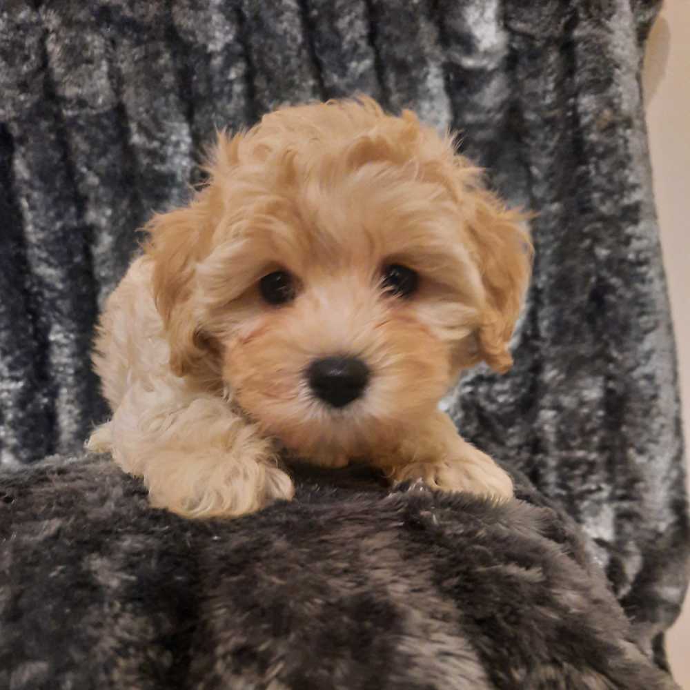 Maltipoo Puppies For Sale Uk | atelier-yuwa.ciao.jp