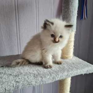 tortie ragdoll for sale